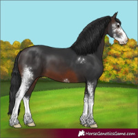 Horse Color:Brown Sabino