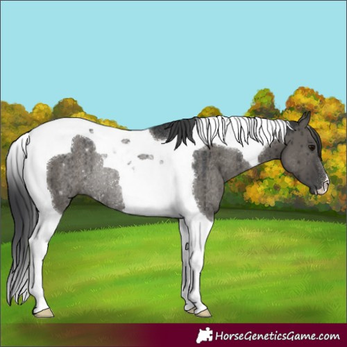 Horse Color:Grullo Tobiano Rabicano Brindle
