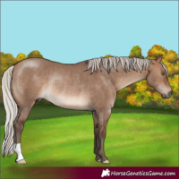 Horse Color:Silver Brown Dun Rabicano 