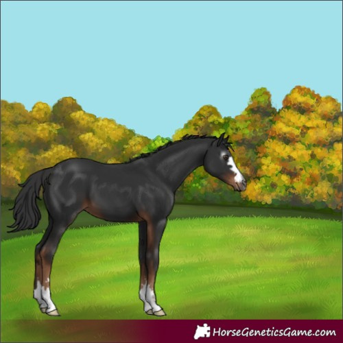 Horse Color:Gray Liver Chestnut