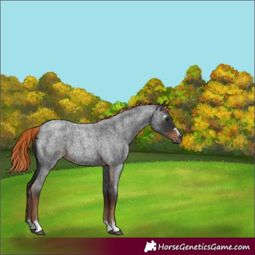 Horse Color:Gray Liver Red Roan