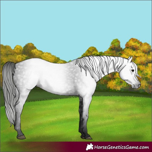 Horse Color:Gray Black 