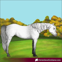 Horse Color:Gray Black 