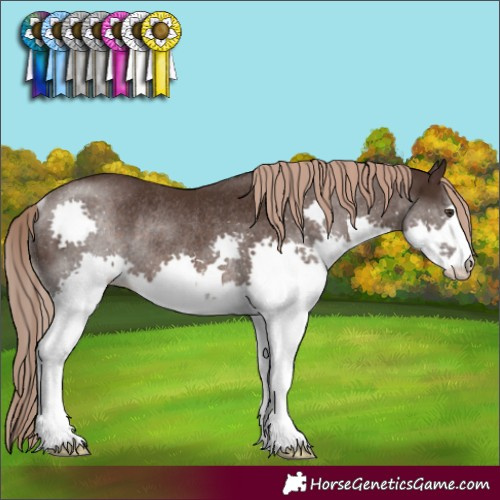 Horse Color:Liver Chestnut Splash Rabicano 