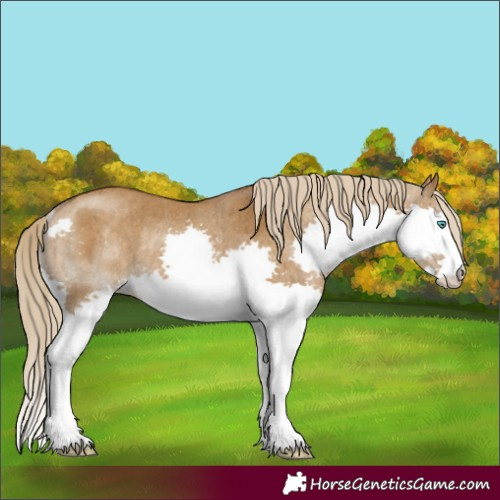 Horse Color:Chocolate Palomino Dun Splash Rabicano Brindle 