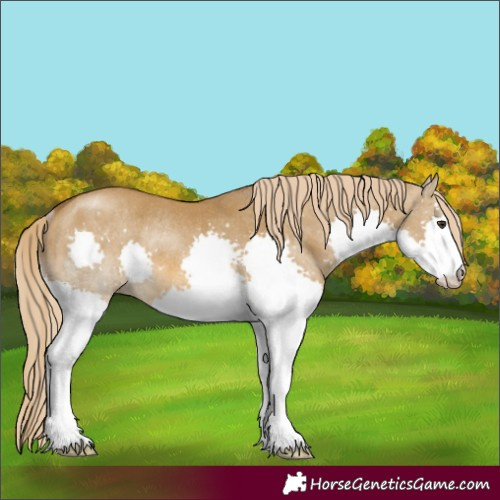 Horse Color:Chocolate Palomino Dun Splash Rabicano Brindle 