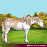 Horse Color:Chocolate Palomino Dun Splash Rabicano Brindle