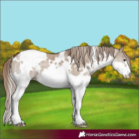 Horse Color:White Spotted Liver Red Dun Splash Brindle 