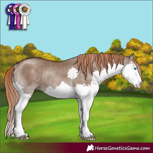 Horse Color:Liver Red Dun Splash Rabicano Brindle 