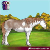 Horse Color:Liver Red Dun Splash Rabicano Brindle 