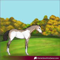Horse Color:Bay Dun Sabino Frame 