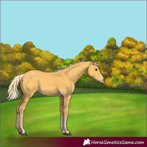 Horse Color:Palomino