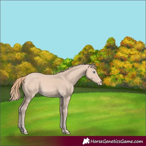 Horse Color:Perlino 