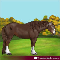 Horse Color:Gray Chestnut 