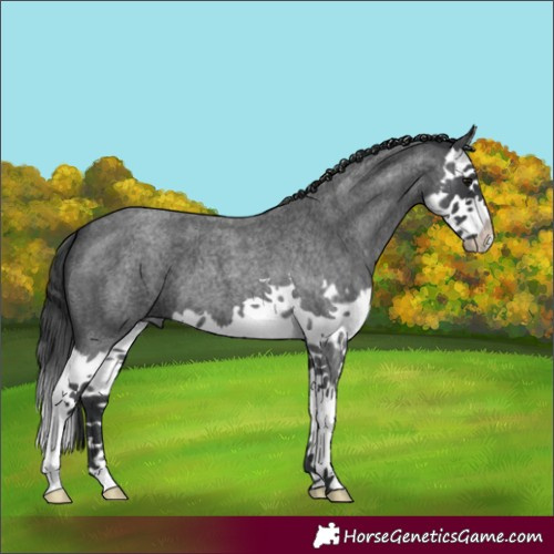 Horse Color:Blue Roan Splash 