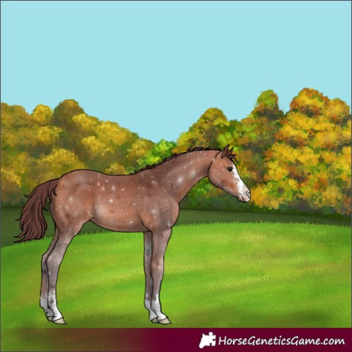 Horse Color:Chocolate Bay 