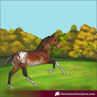 Horse Color:Brown Tobiano Appaloosa Rabicano 