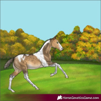 Horse Color:White Spotted Buckskin Dun Tobiano Appaloosa 