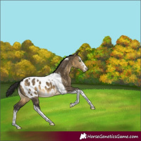 Horse Color:Buckskin Dun Sabino Tobiano Appaloosa