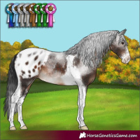 Horse Color:Brown Sabino Tobiano Appaloosa 