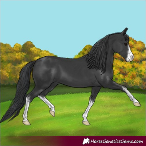 Horse Color:White Spotted Black 