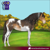 Horse Color:Buckskin Tobiano Appaloosa
