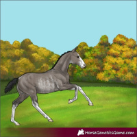 Horse Color:White Spotted Grullo Rabicano