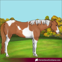 Horse Color:Chestnut Tobiano