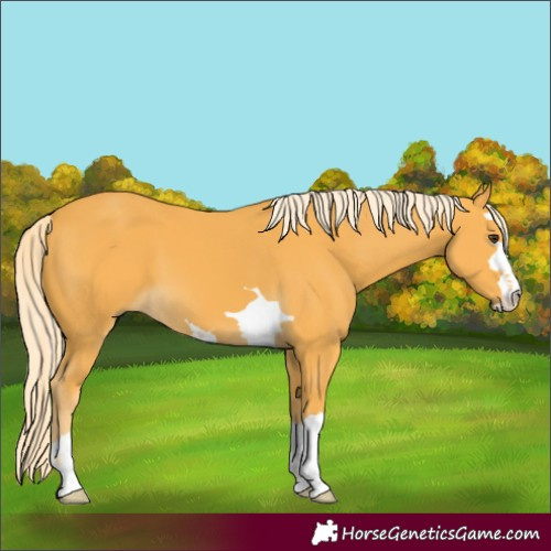 Horse Color:Palomino 