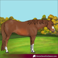 Horse Color:Chestnut 