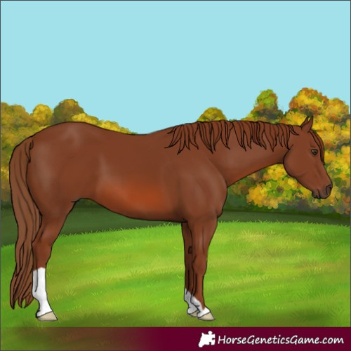 Horse Color:Chestnut 