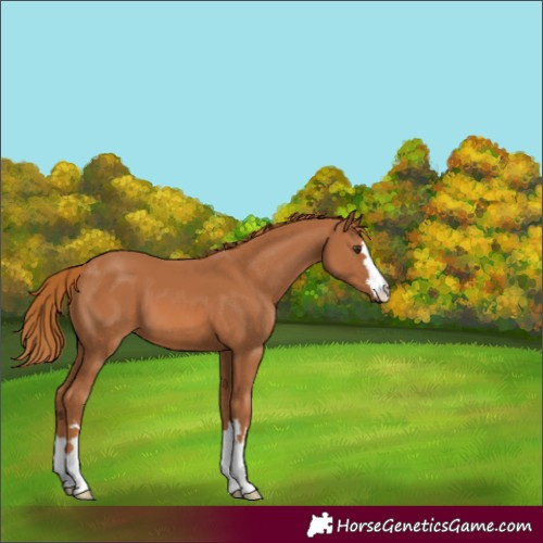 Horse Color:Chestnut 