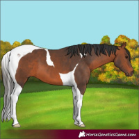 Horse Color:Bay Tobiano 