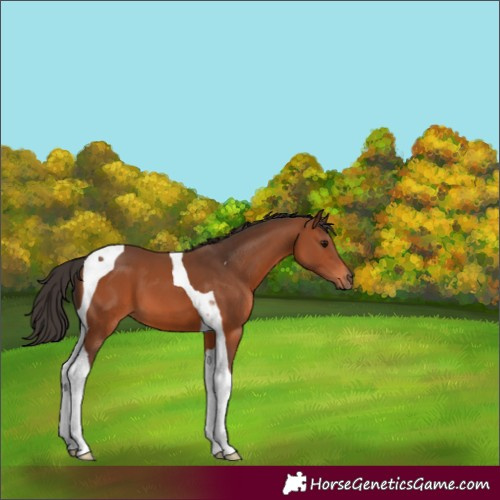Horse Color:Bay Tobiano 