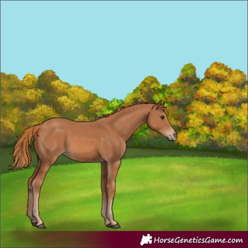 Horse Color:Chestnut 