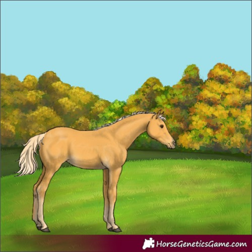 Horse Color:Palomino