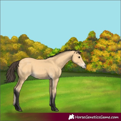 Horse Color:Buckskin 
