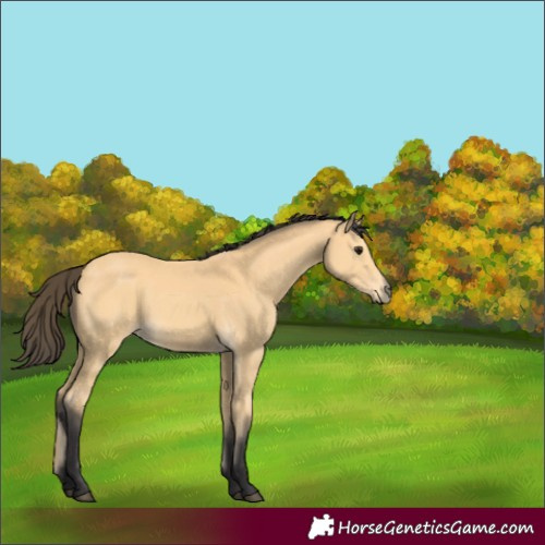 Horse Color:Buckskin 