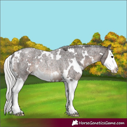 Horse Color:White Spotted Silver Brown Roan Splash Rabicano 