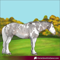 Horse Color:White Spotted Silver Brown Roan Splash Rabicano