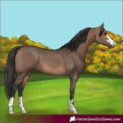 Horse Color:Bay Dun 