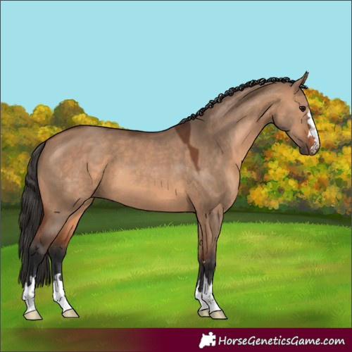 Horse Color:Bay Dun 