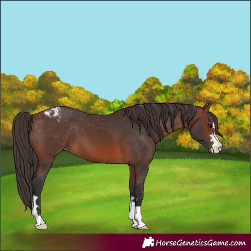 Horse Color:Brown Appaloosa 
