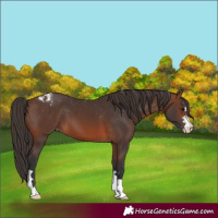 Horse Color:Brown Appaloosa