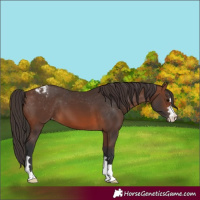 Horse Color:Brown Appaloosa