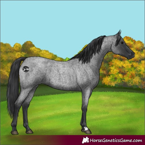Horse Color:Blue Roan 