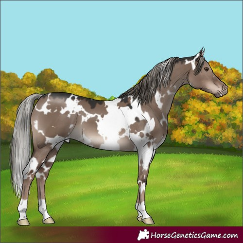 Horse Color:White Spotted Liver Red Dun Mushroom 
