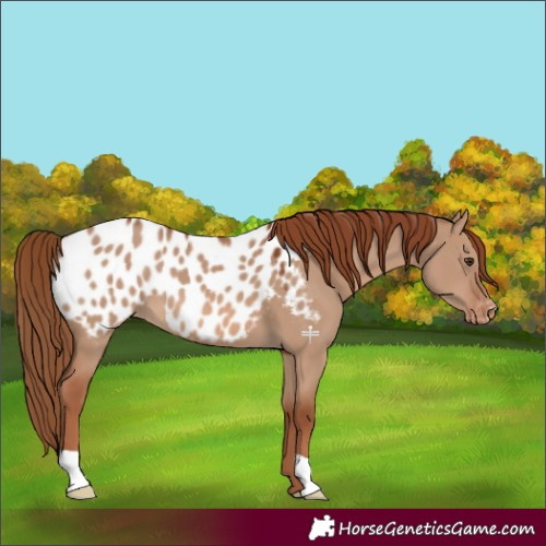Horse Color:Red Dun Appaloosa 