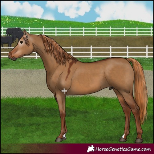 Horse Color:Gray Red Dun 