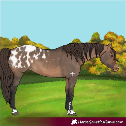 Horse Color:Bay Dun Appaloosa 
